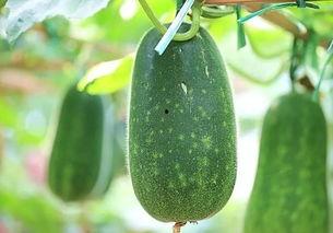 51吃瓜今日热瓜,揭秘今日热瓜背后的惊人真相